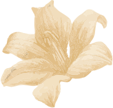 shape
